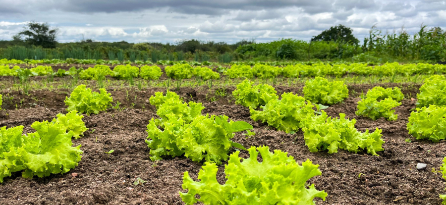 Governo fortalece programas e beneficia mais de 60 mil agricultores familiares em AL