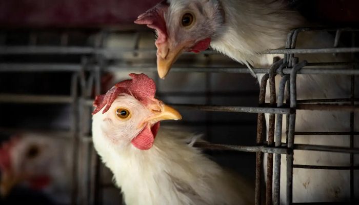 Goiás confirma 1º caso de gripe aviária em galinhas criadas em quintal