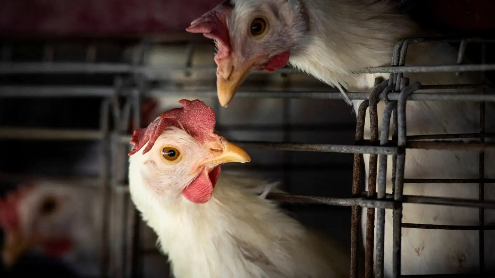 Goiás confirma 1º caso de gripe aviária em galinhas criadas em quintal