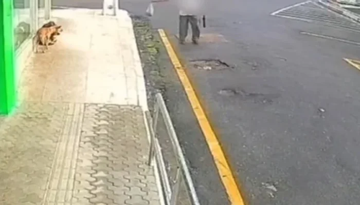 Quatro animais morreram pouco tempo após ingerirem o alimento contaminado - Foto: Reprodução