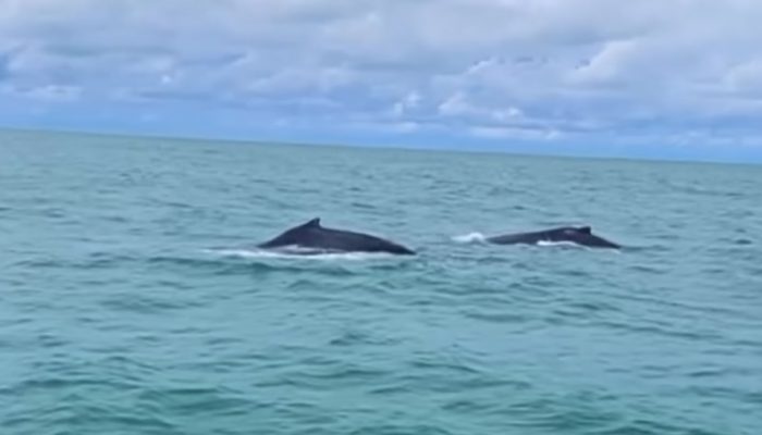 Baleias-jubarte encantam banhistas na praia do Pontal do Peba - Foto: Reprodução/ Instagram