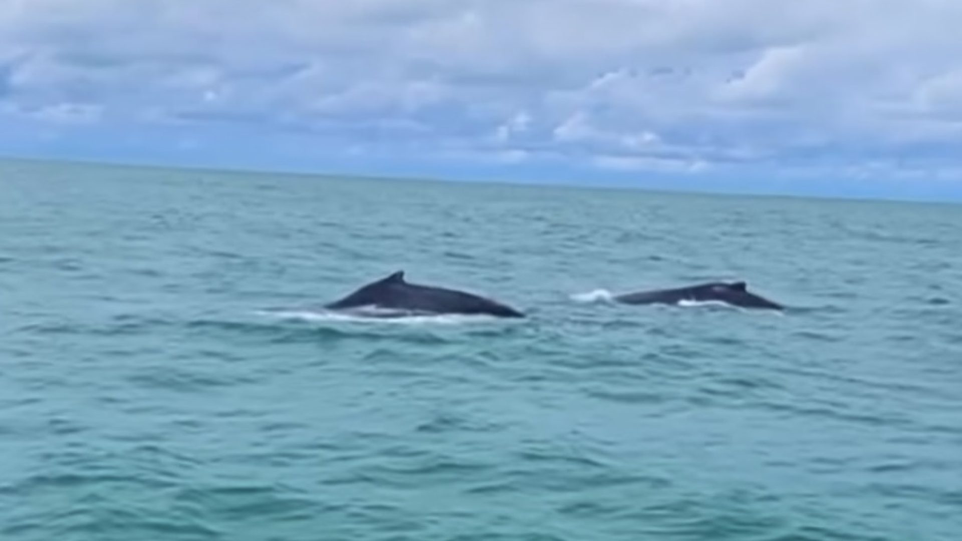 Baleias-jubarte encantam banhistas na praia do Pontal do Peba - Foto: Reprodução/ Instagram