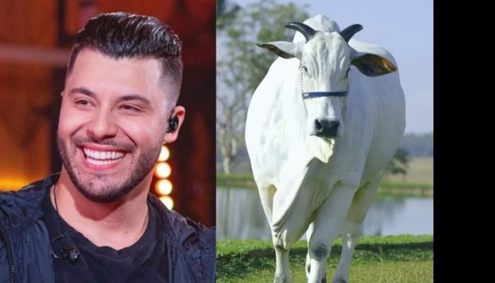 Murilo Huff deixa polêmicas com dona Ruth de lado e compra vaca de R$ 17 milhões