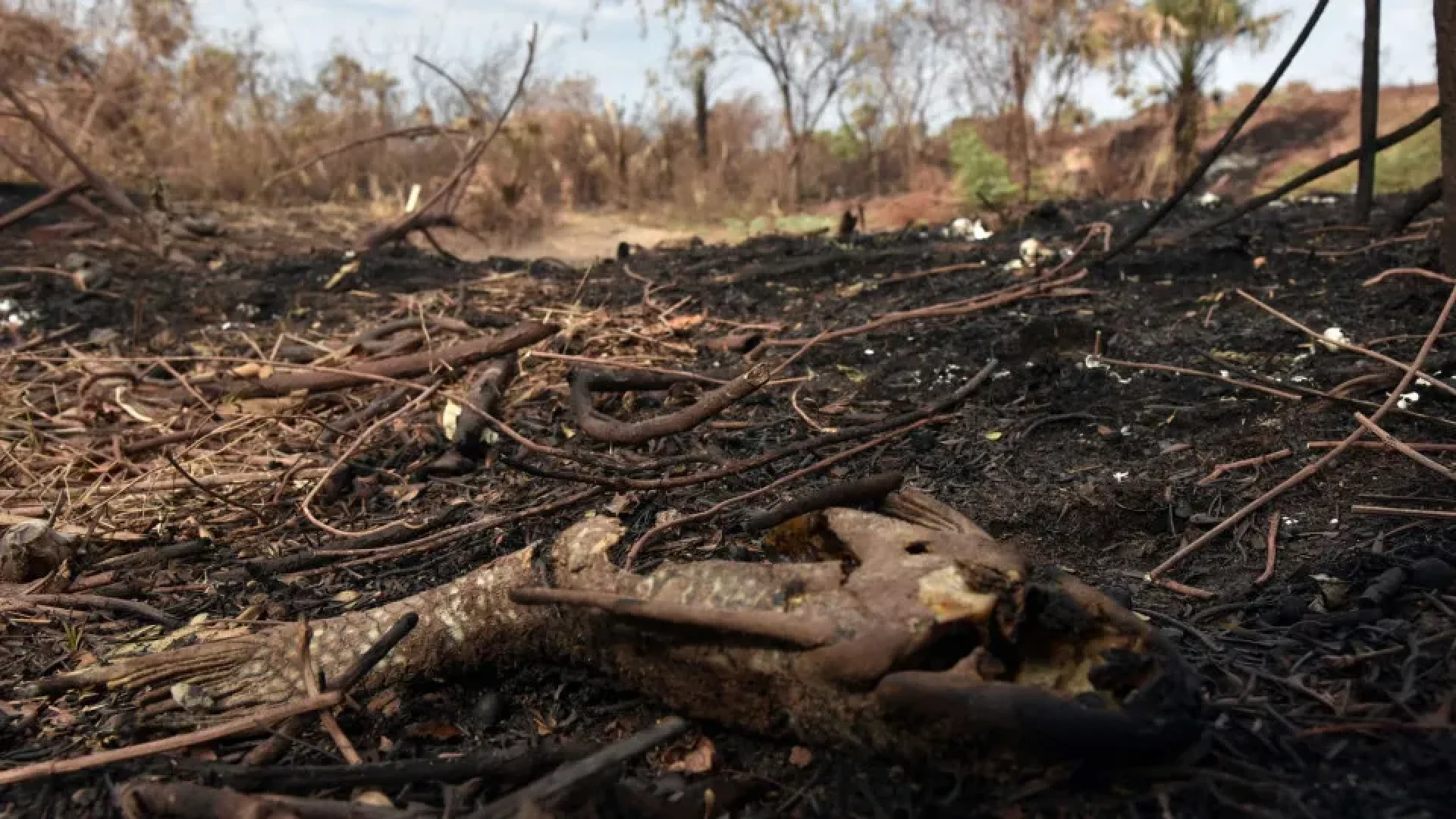 Câmara aprova aumento de punição a quem provocar incêndios florestais
