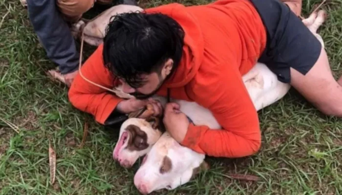 Lutador de Muay Thai imobiliza dois pitbulls após ataque; vídeo