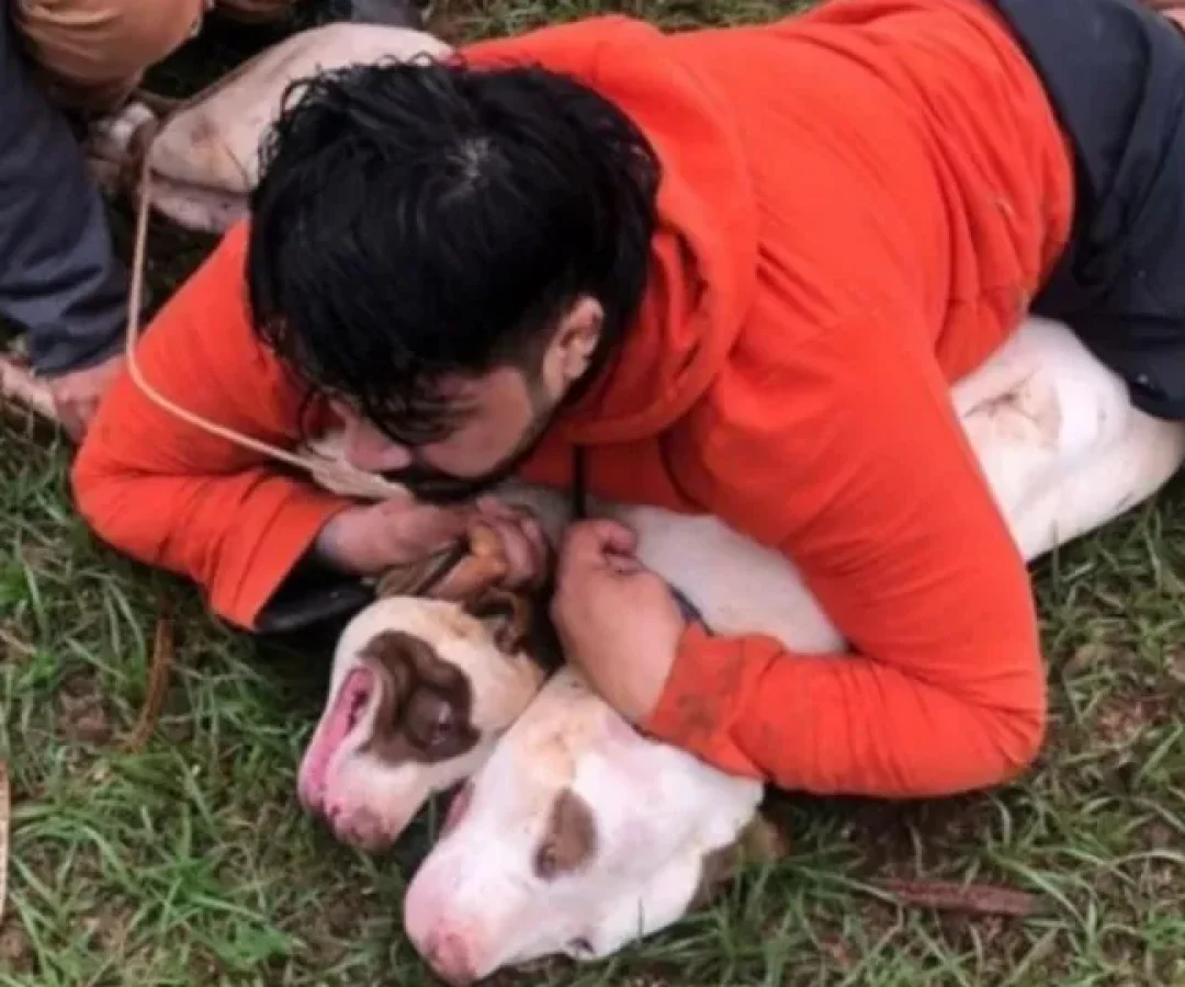 Lutador de Muay Thai imobiliza dois pitbulls após ataque; vídeo